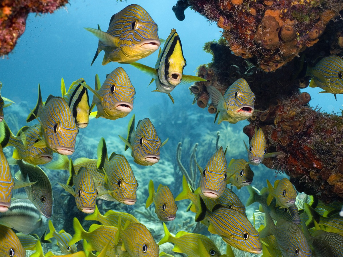 papier peint sur le thème des poissons,biologie marine,poissons de récifs coralliens,sous marin,poisson,poisson