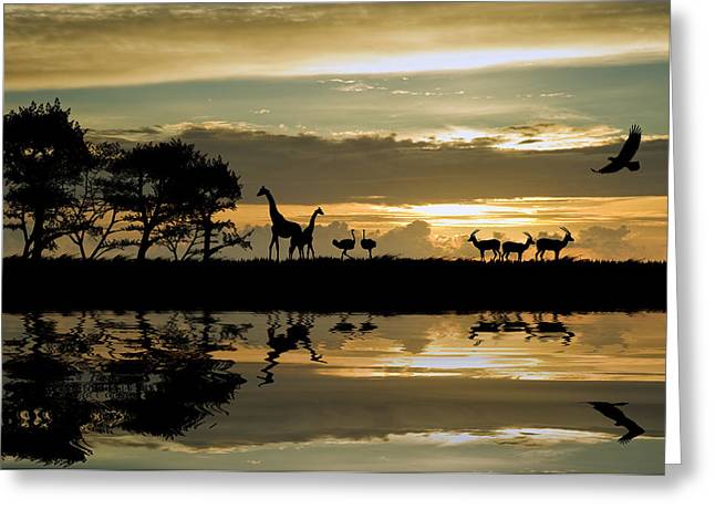 papel tapiz de temática africana,puesta de sol,cielo,mañana,silueta,amanecer