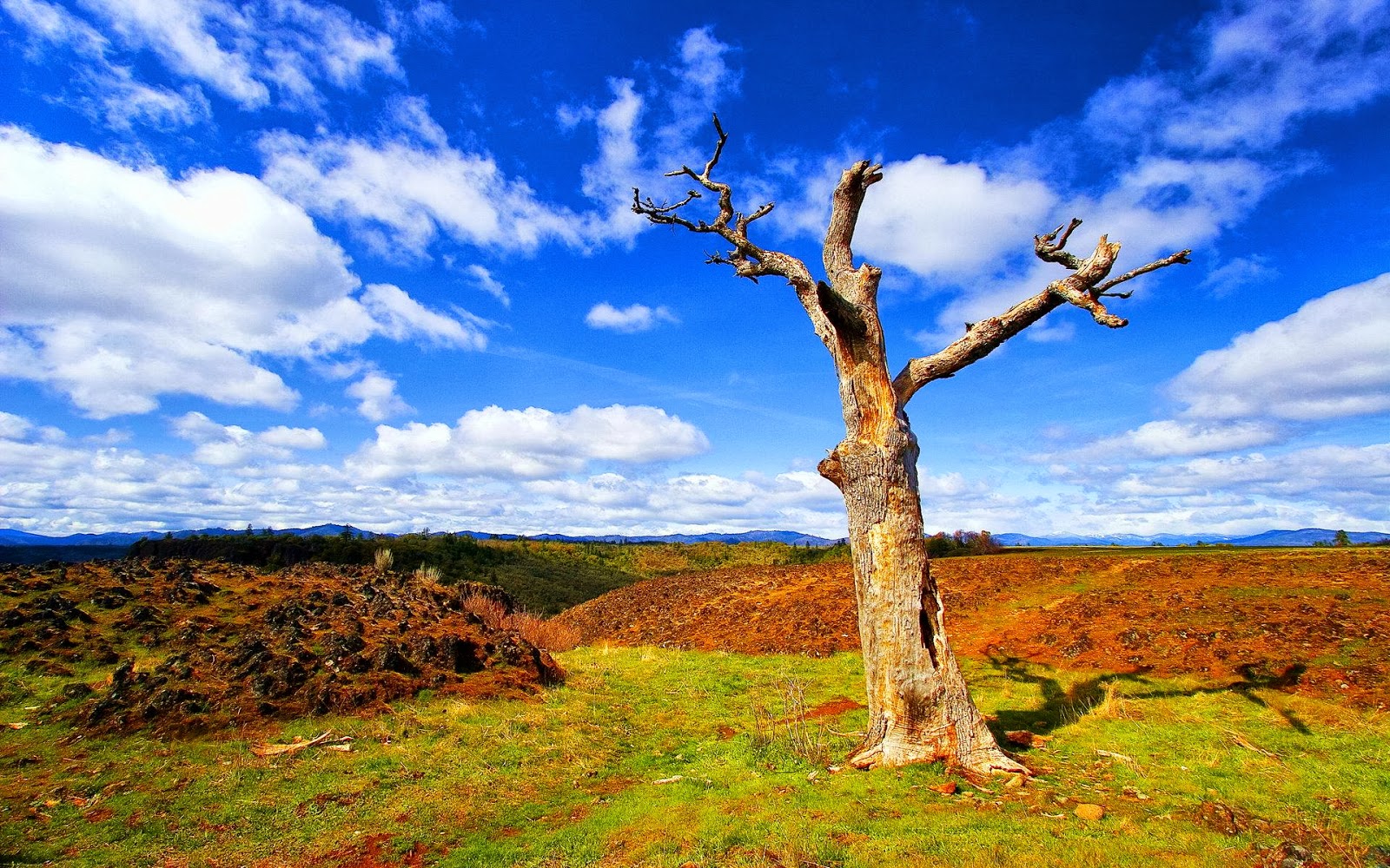 fondo de pantalla de tema de naturaleza,cielo,paisaje natural,naturaleza,árbol,azul