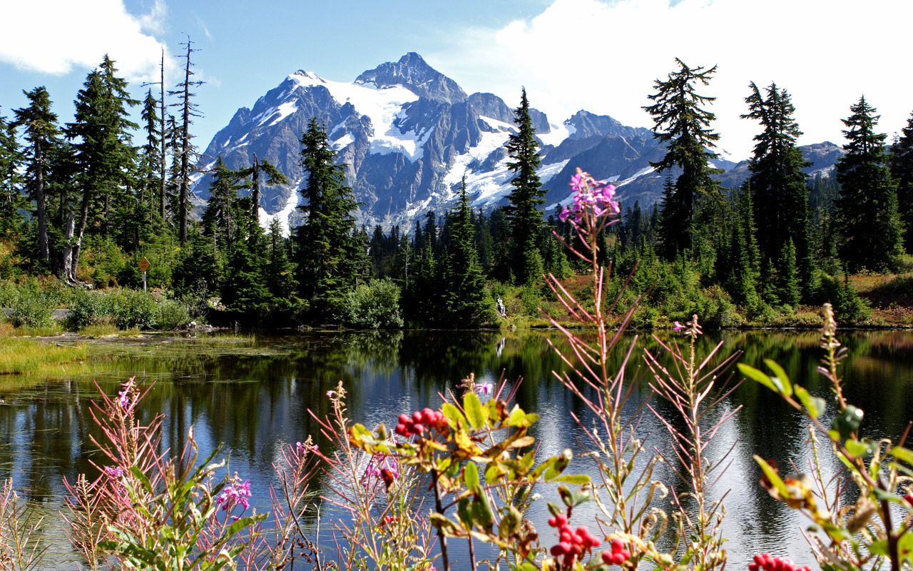 nature theme wallpaper,natural landscape,larix lyalliisubalpine larch,nature,wilderness,natural environment