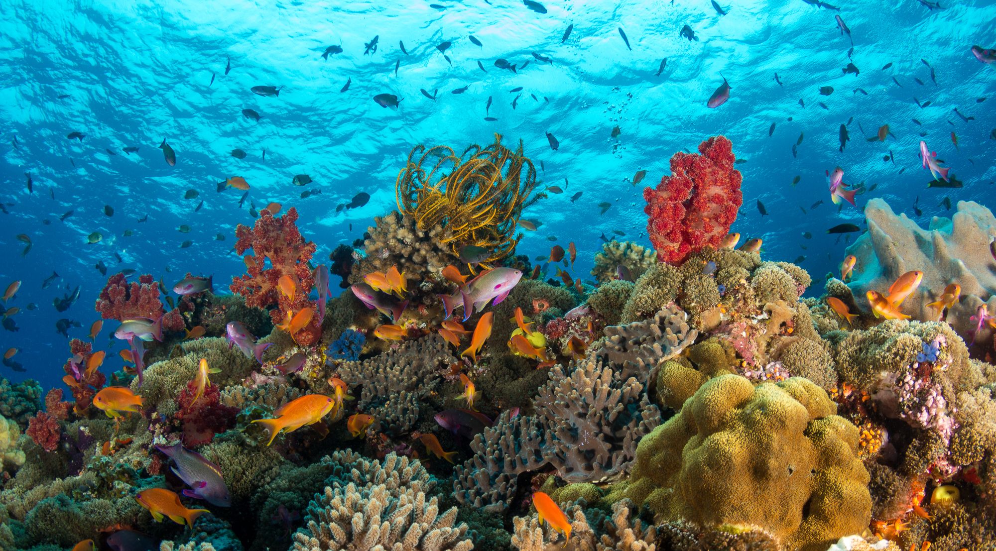 海の生活の壁紙,リーフ,サンゴ礁,水中,海洋生物学,サンゴ礁の魚