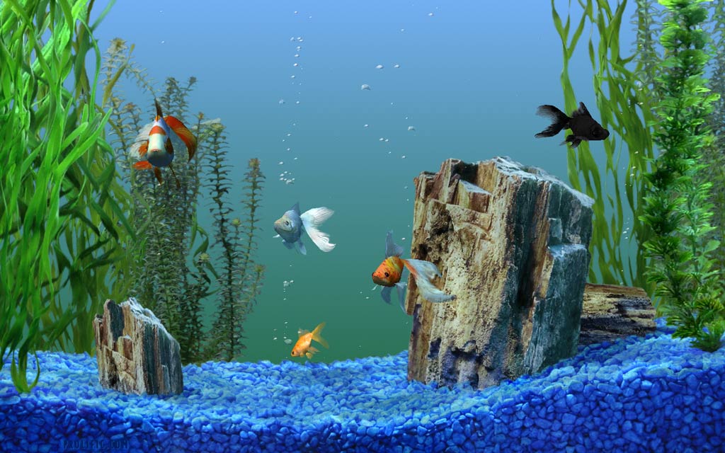 nature theme wallpaper,freshwater aquarium,aquarium,aquarium decor,fish,majorelle blue