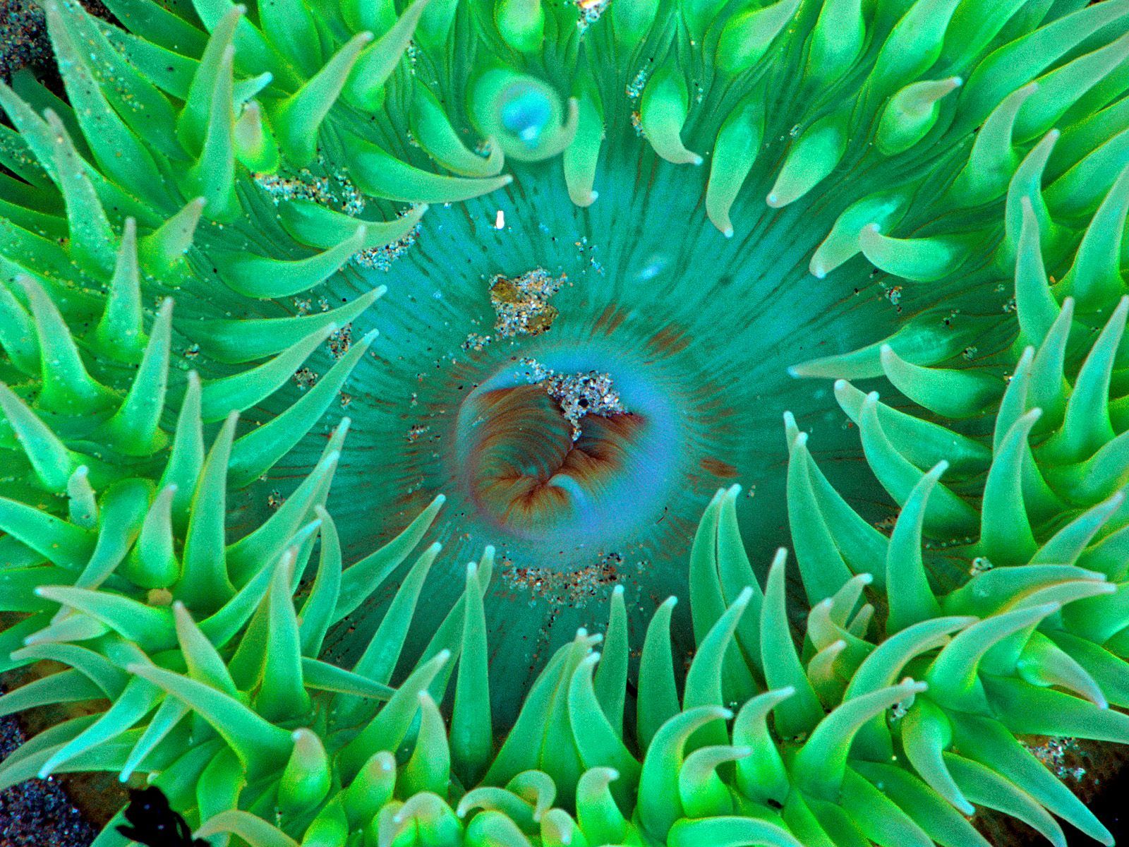 sea life wallpaper,sea anemone,marine biology,organism,green,underwater