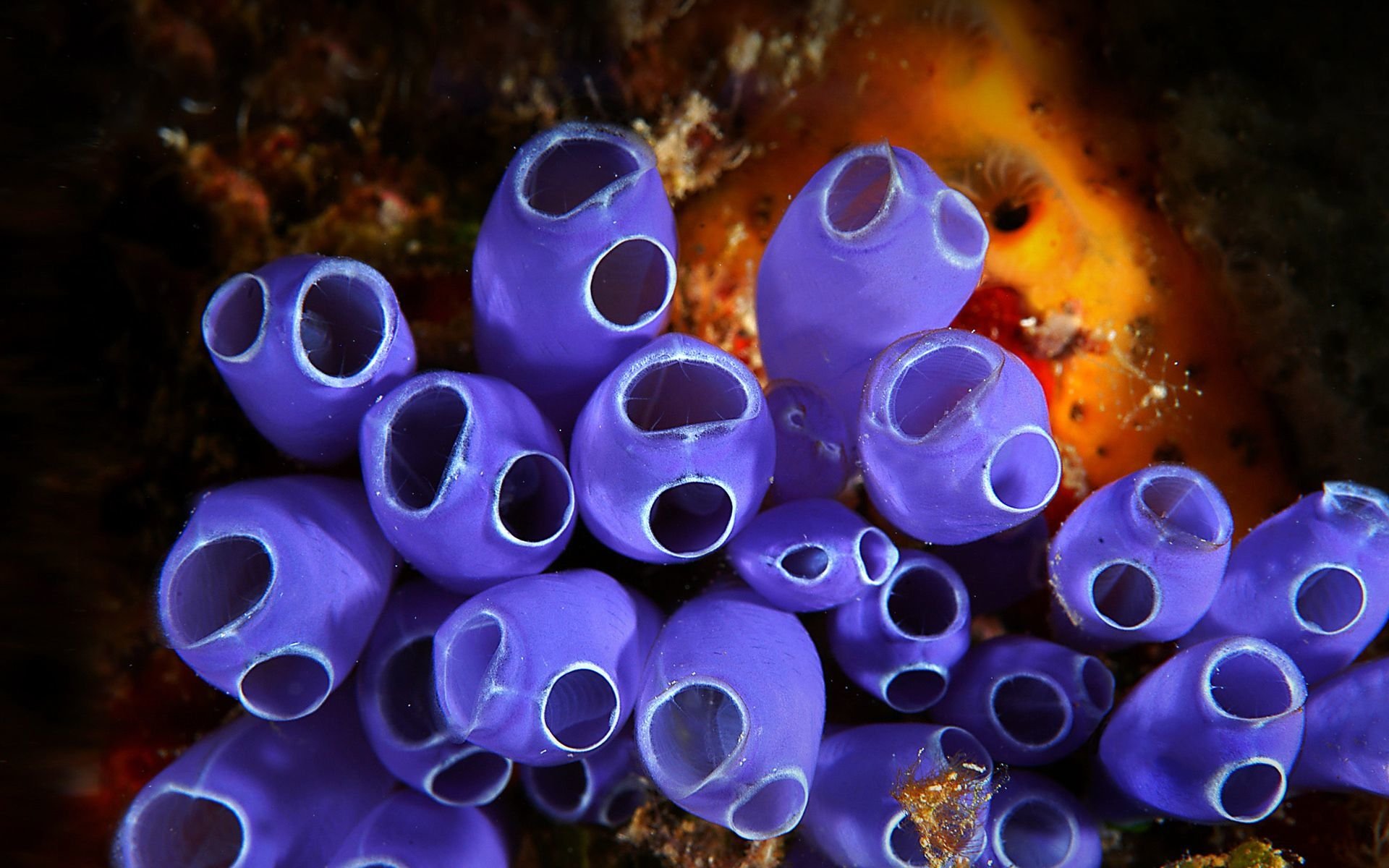 papel pintado de la vida marina,púrpura,azul eléctrico,fotografía macro,arte fractal,colorido