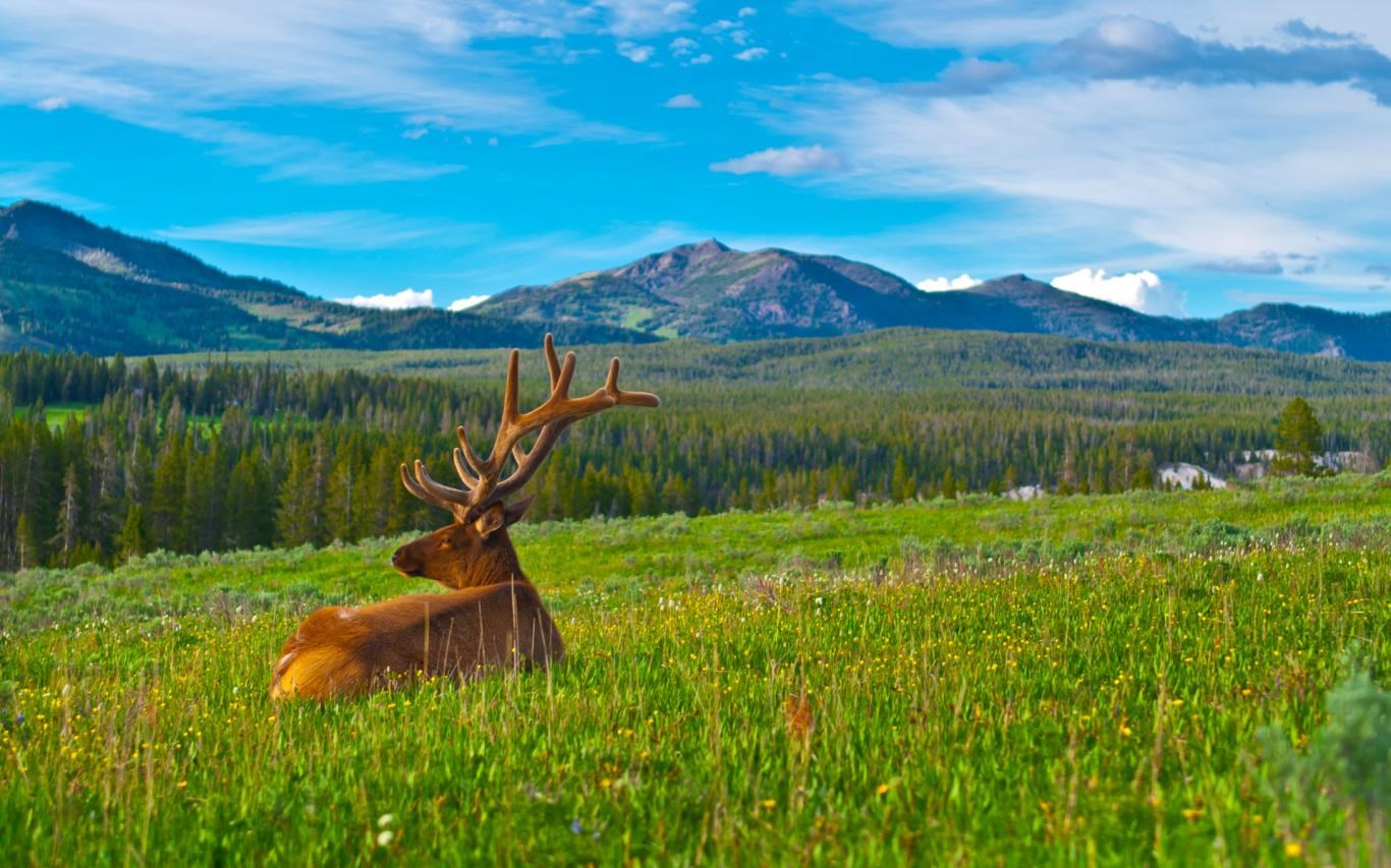 natur thema tapete,natürliche landschaft,natur,wiese,hirsch,wiese