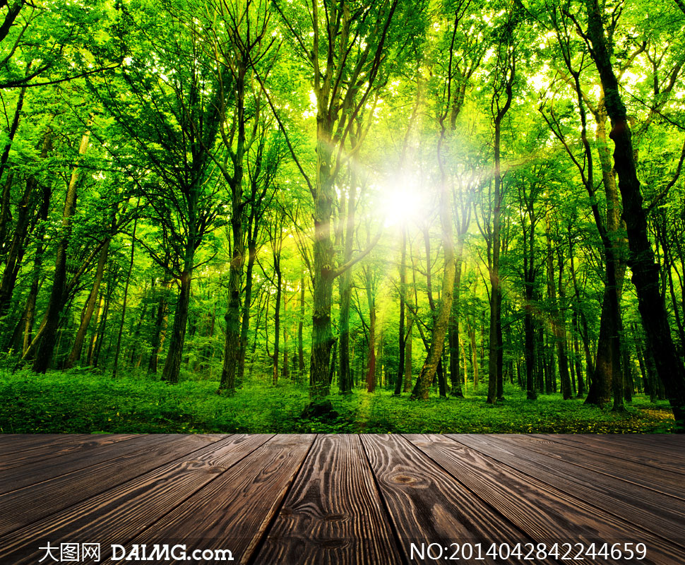 自然テーマの壁紙,自然の風景,自然,緑,木,森林