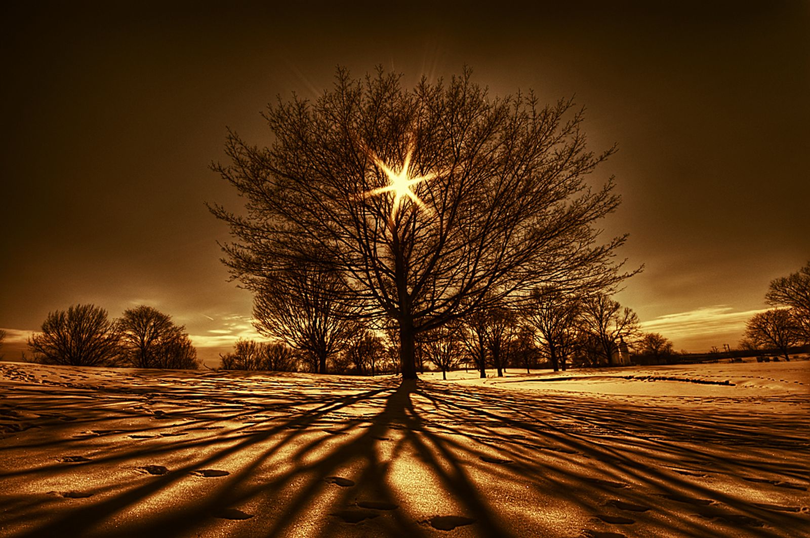 fond d'écran thème de la nature,ciel,la nature,arbre,neige,hiver