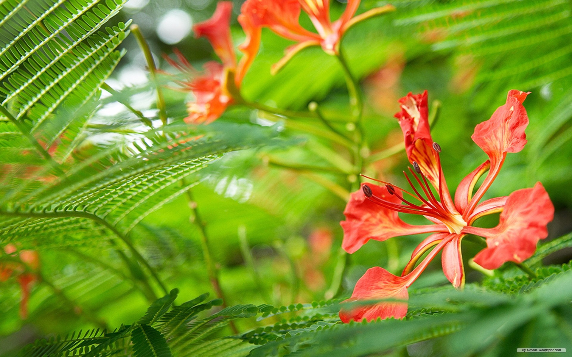 自然テーマの壁紙,開花植物,花,緑,工場,葉