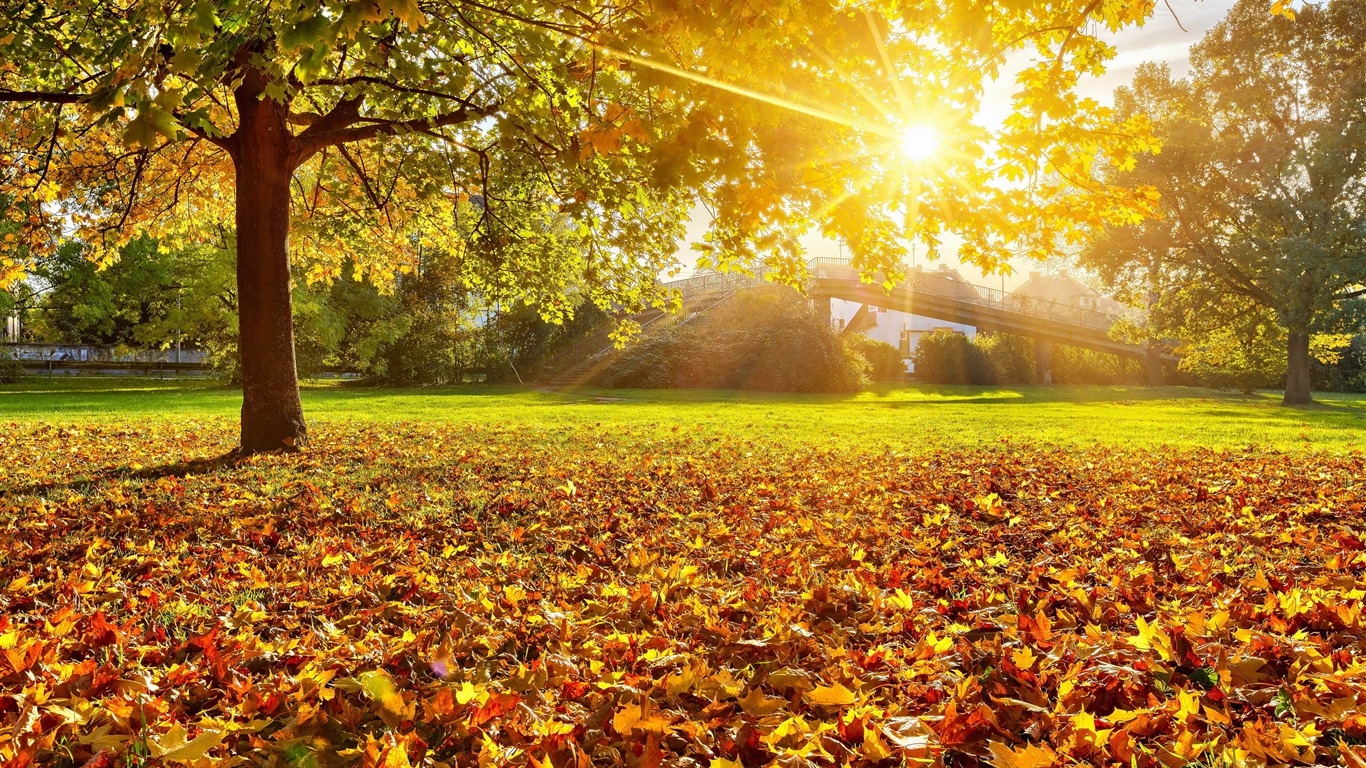 natur thema tapete,natürliche landschaft,natur,blatt,baum,sonnenlicht