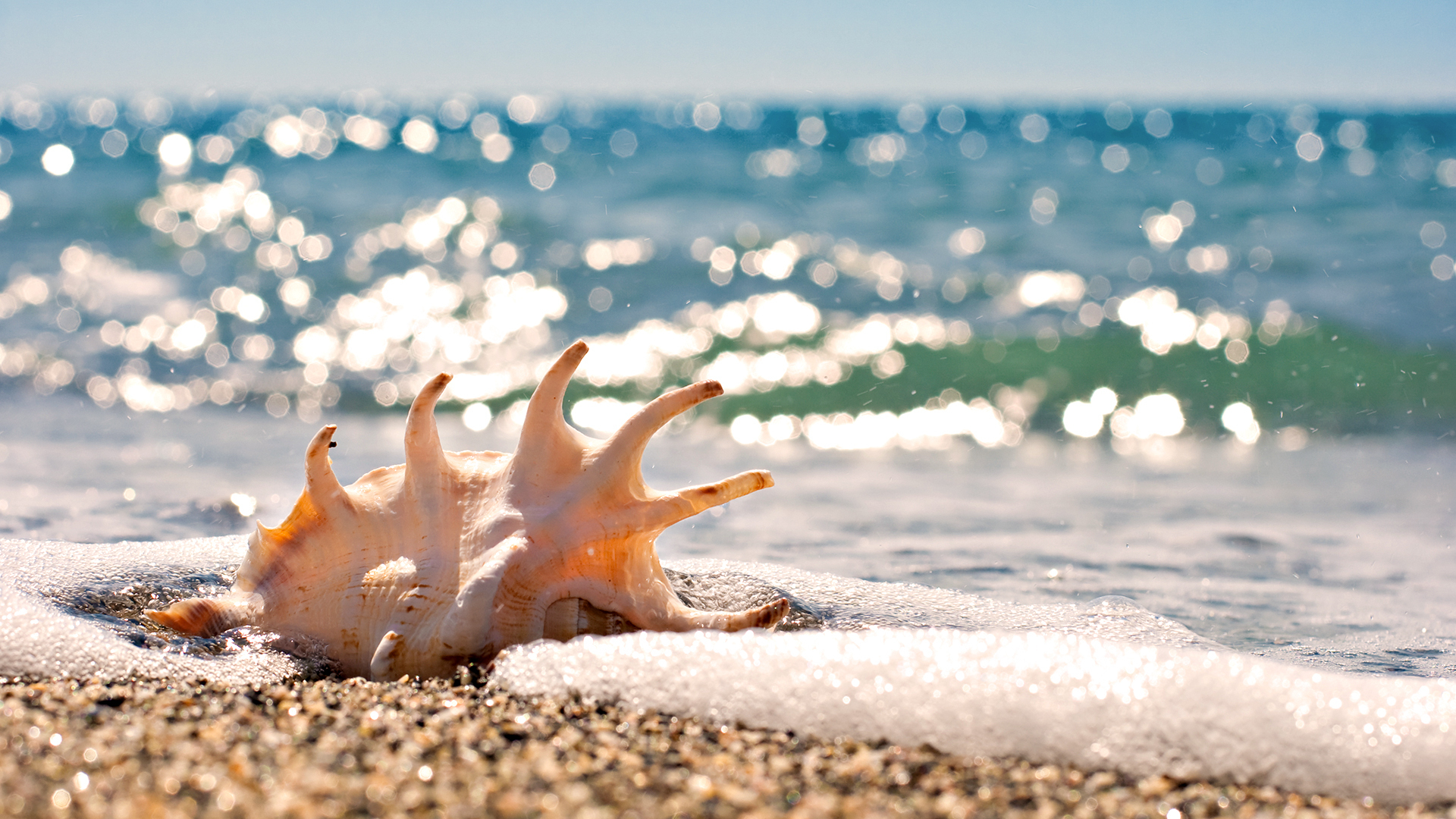 sea themed wallpaper,nature,sand,shore,starfish,sea