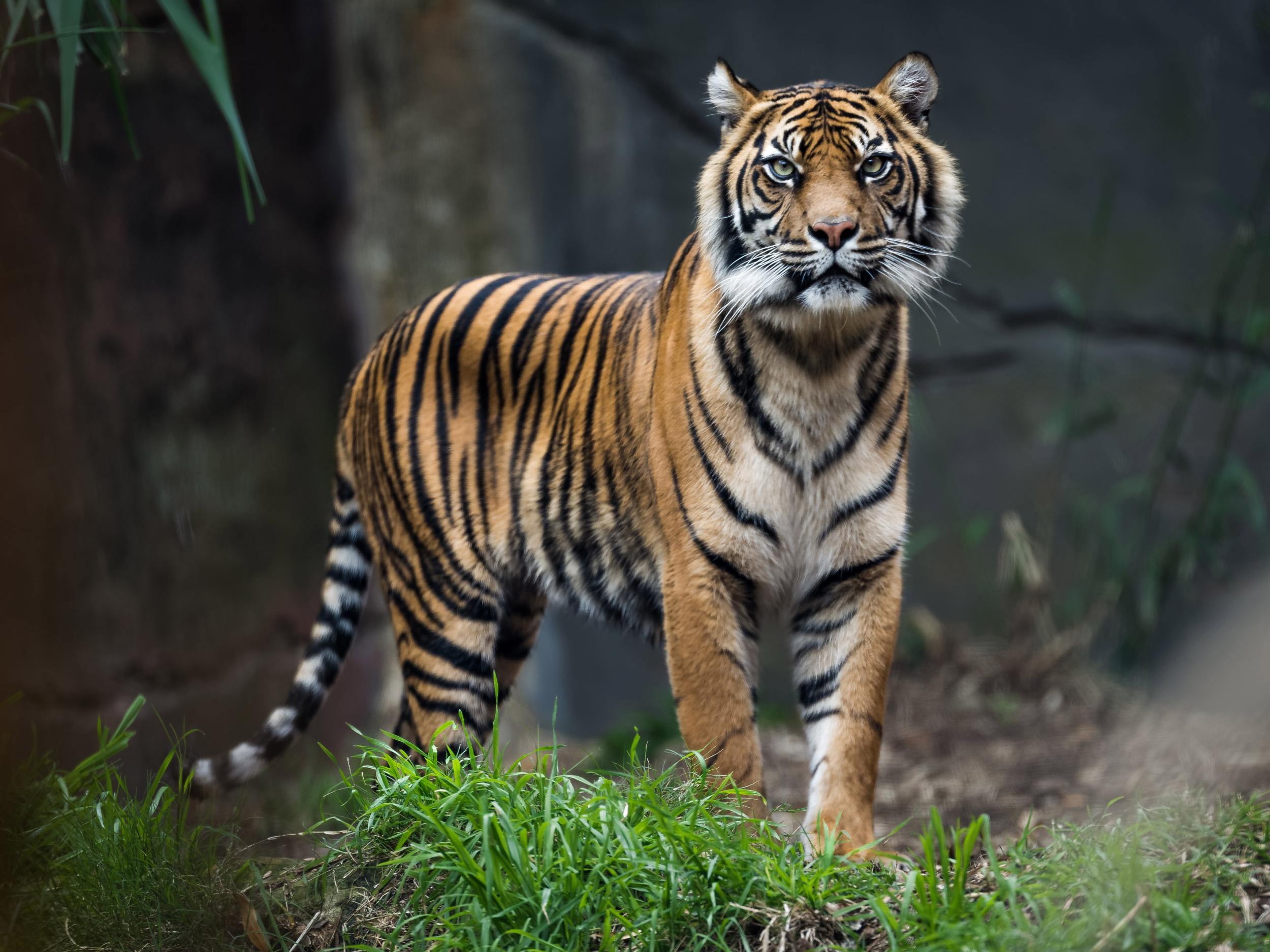 tiertapete uk,tiger,landtier,tierwelt,bengalischer tiger,sibirischer tiger