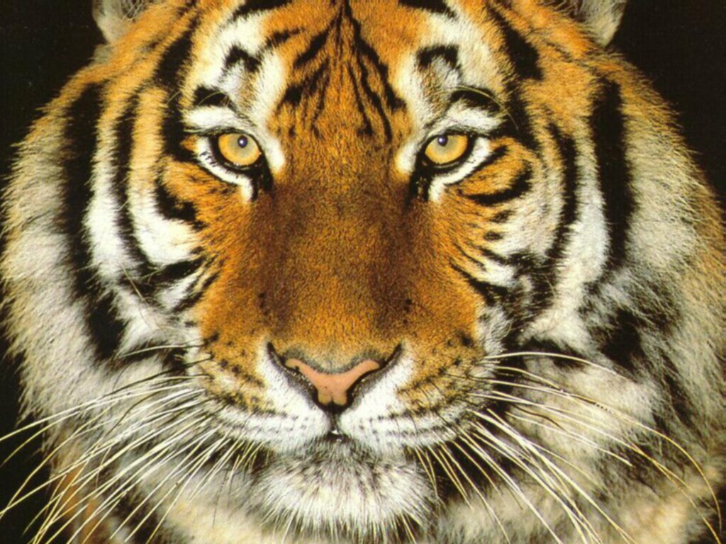 animal wallpaper uk,tiger,mammal,wildlife,terrestrial animal,vertebrate