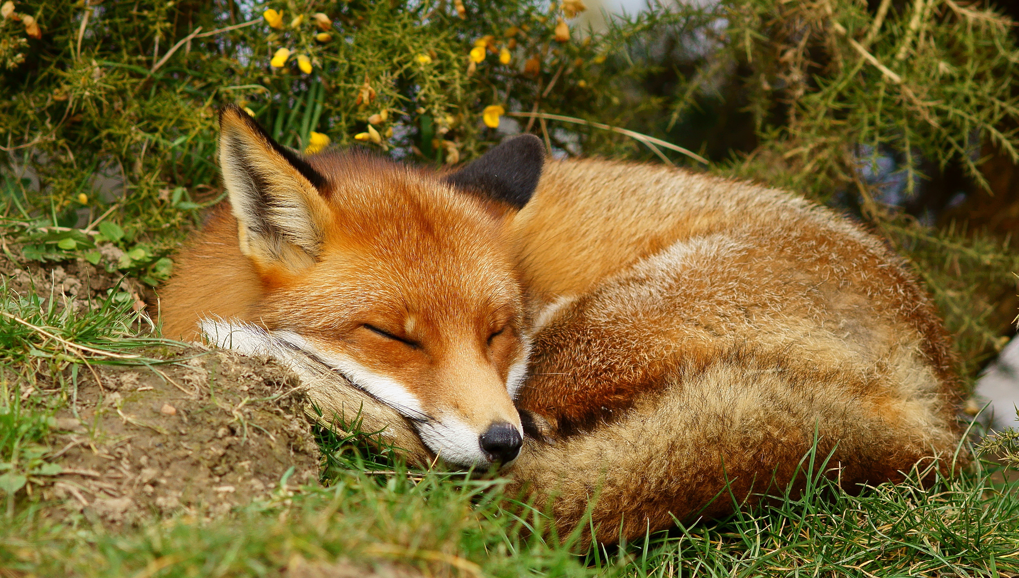 動物の壁紙英国,レッドフォックス,狐,野生動物,陸生動物,スイフトフォックス