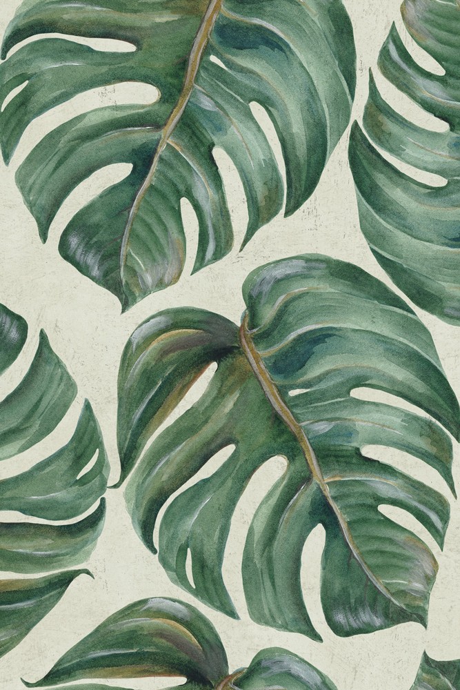 leaf wallpaper uk,monstera deliciosa,leaf,arrowroot family,pattern,botany