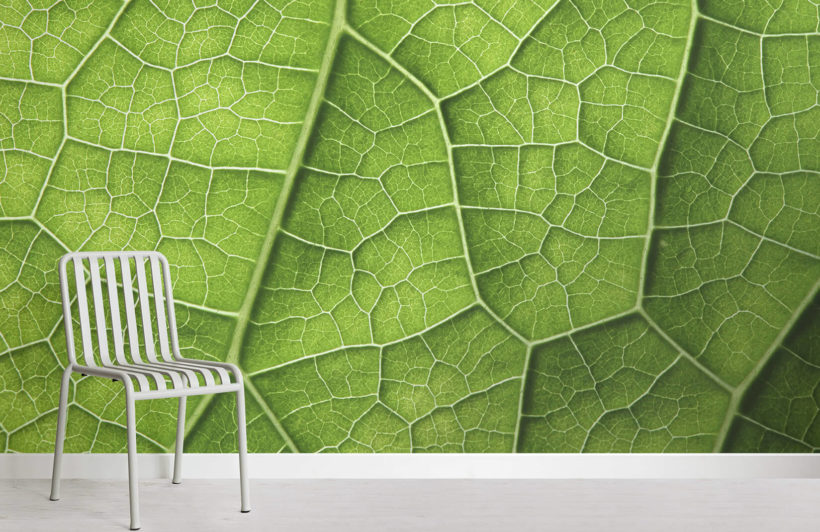 leaf wallpaper uk,leaf,green,plant,wall,grass
