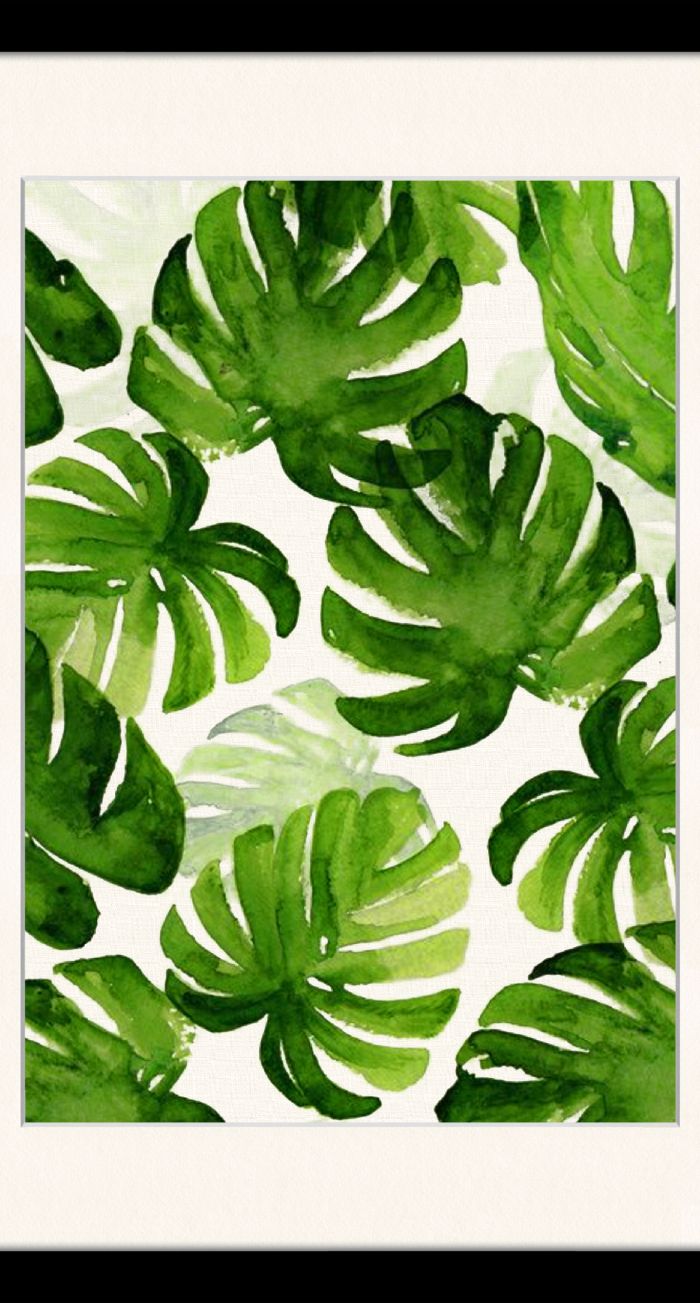 잎 벽지 영국,잎,식물,초록,몬스 테라 델리 코사,꽃