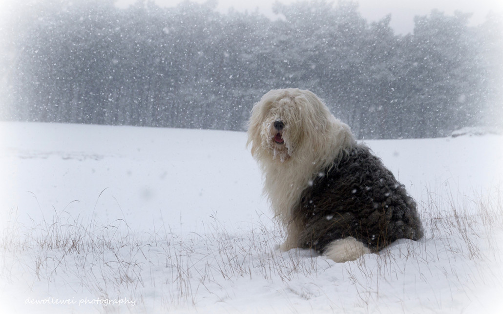 viejo papel pintado inglés,perro,viejo perro pastor inglés,nieve