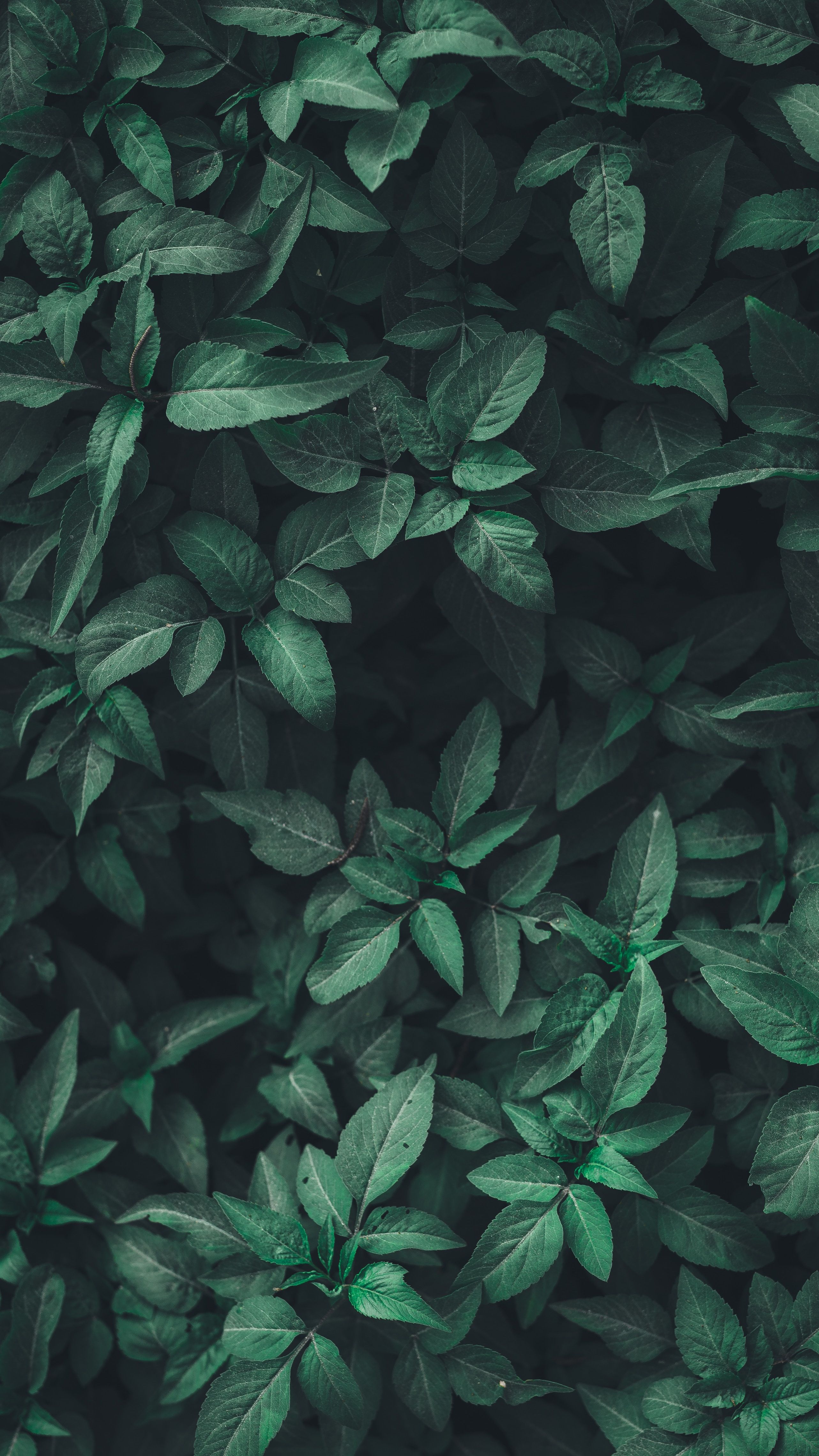 green pattern wallpaper,green,leaf,plant,flower,groundcover