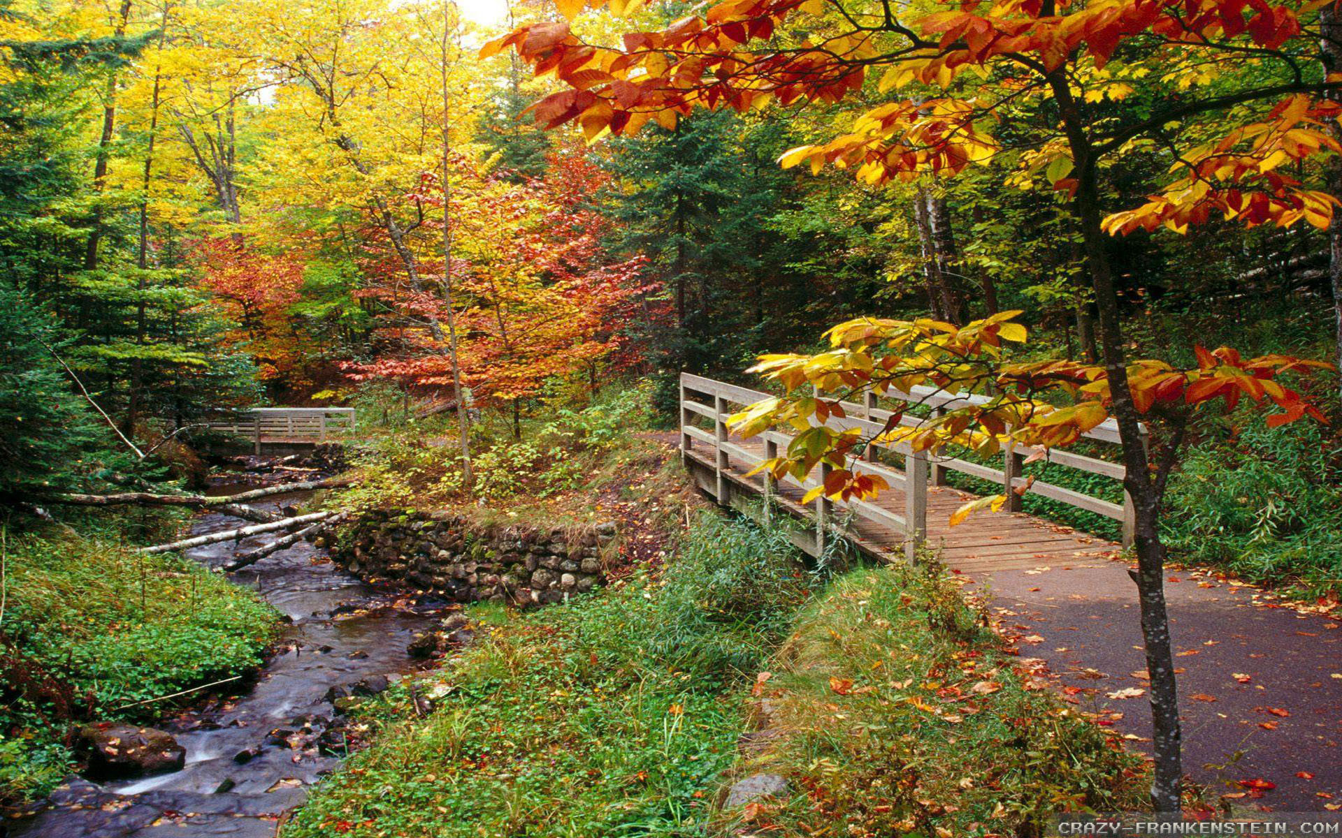 뉴 잉글랜드 벽지,자연 경관,자연,나무,잎,가을