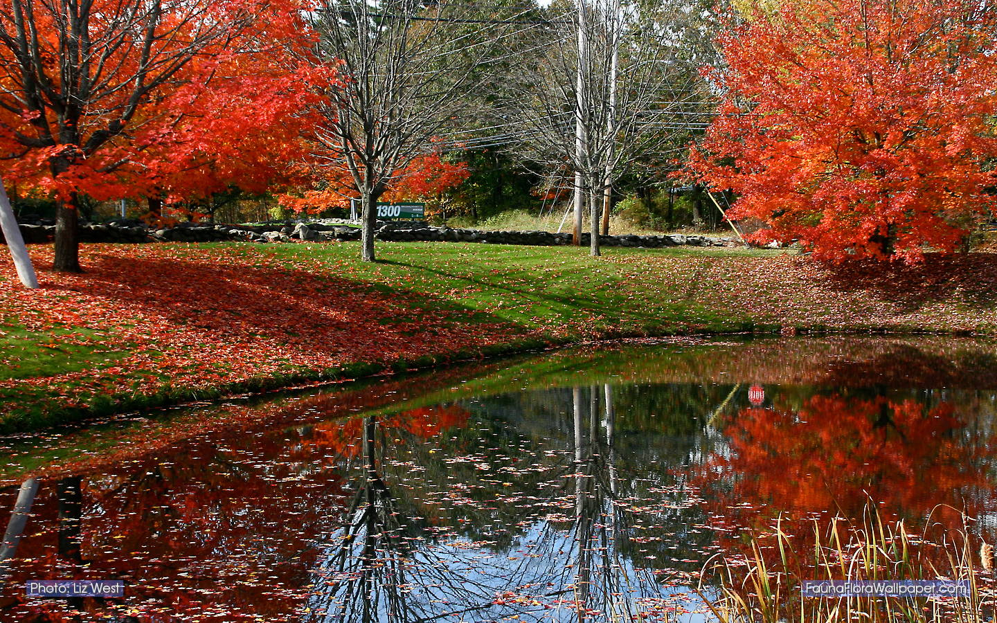 ニューイングランドの壁紙,木,自然の風景,自然,反射,葉