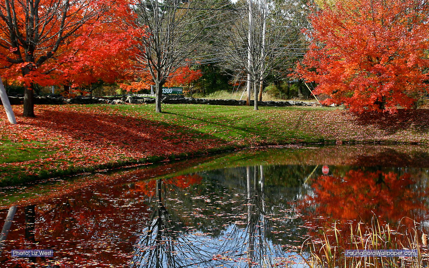 new england wallpaper,albero,paesaggio naturale,natura,riflessione,foglia