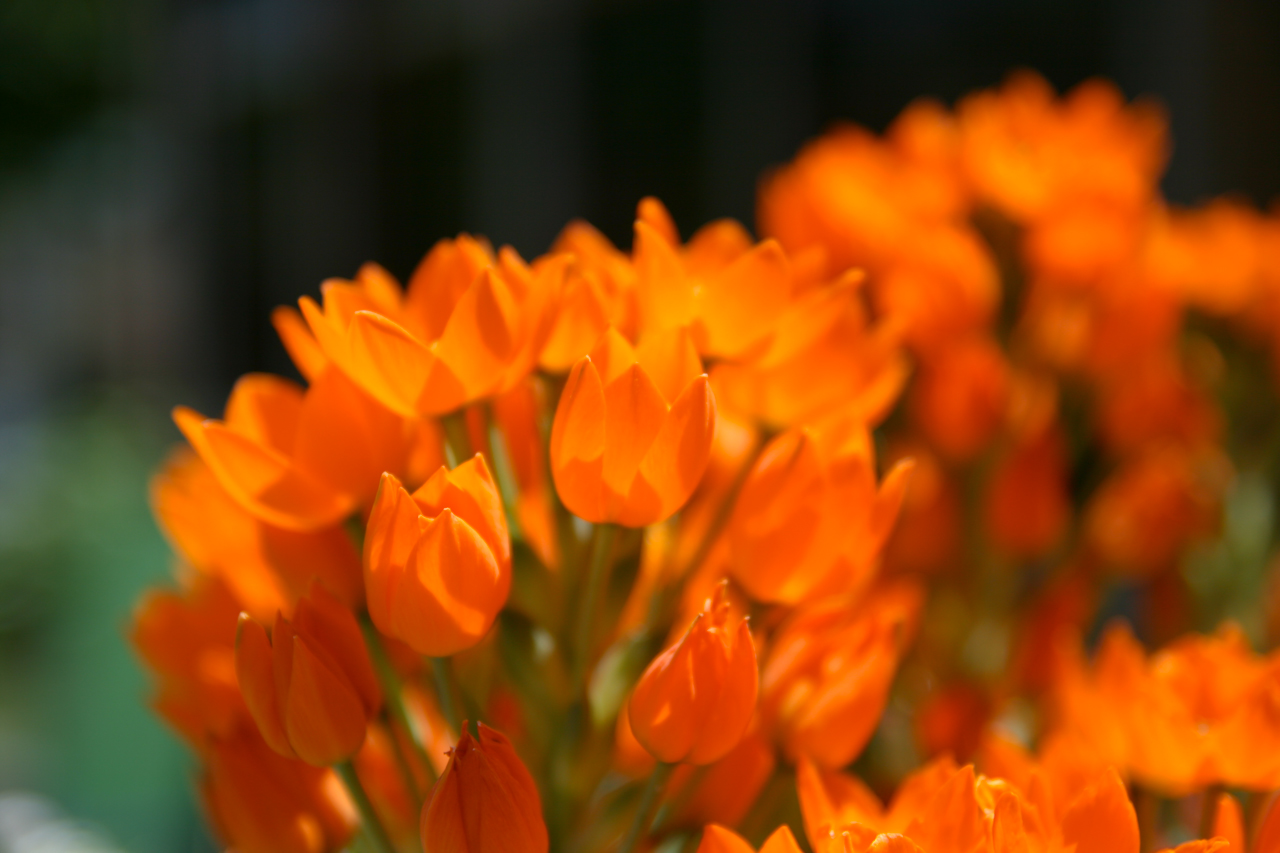 orange wallpaper next,flower,flowering plant,petal,orange,plant