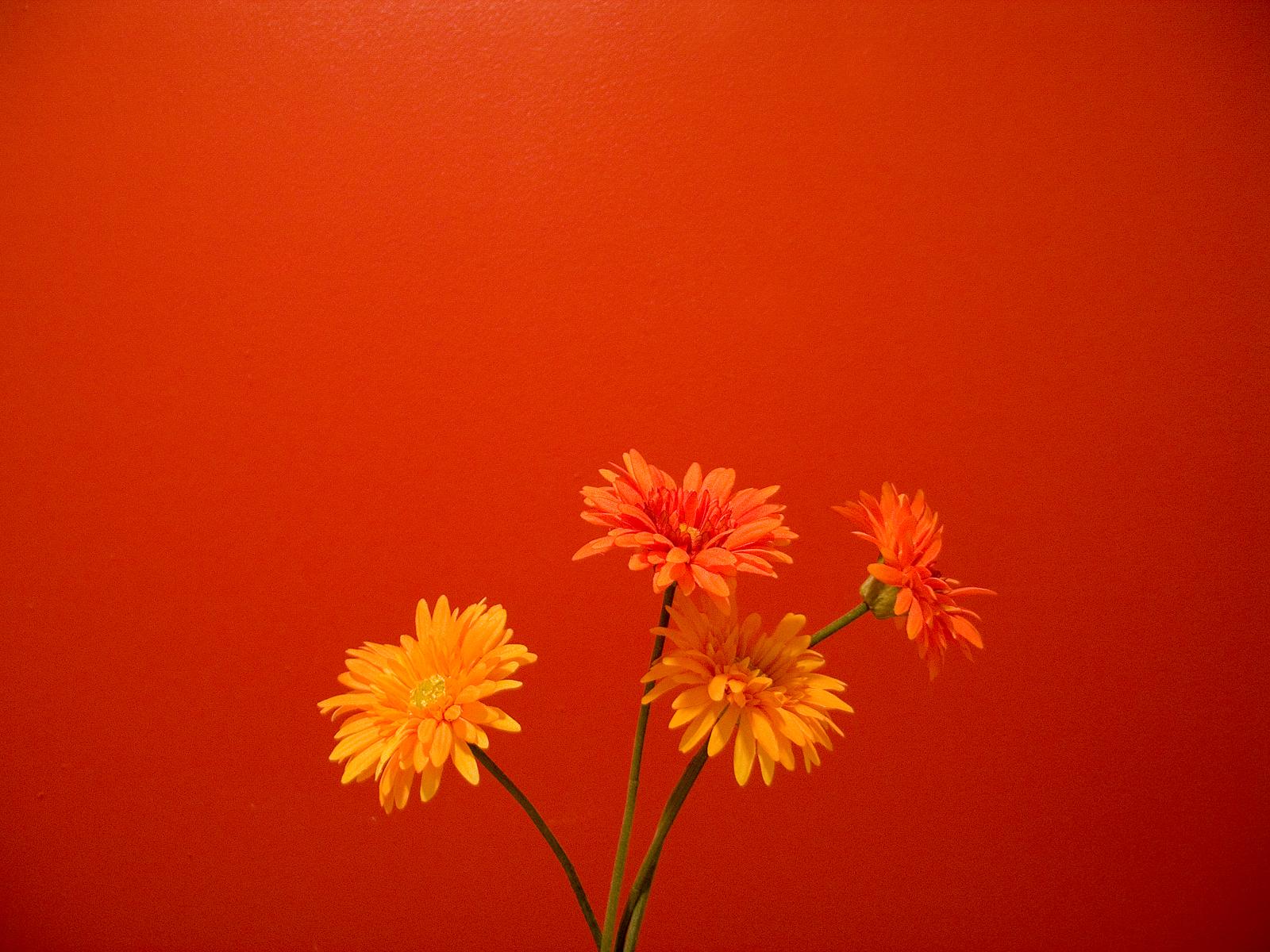 orange wallpaper next,flower,flowering plant,orange,red,barberton daisy