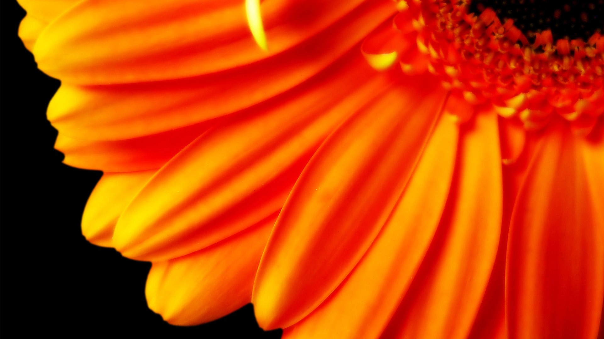 fond d'écran orange suivant,marguerite de barberton,gerbera,orange,pétale,fleur