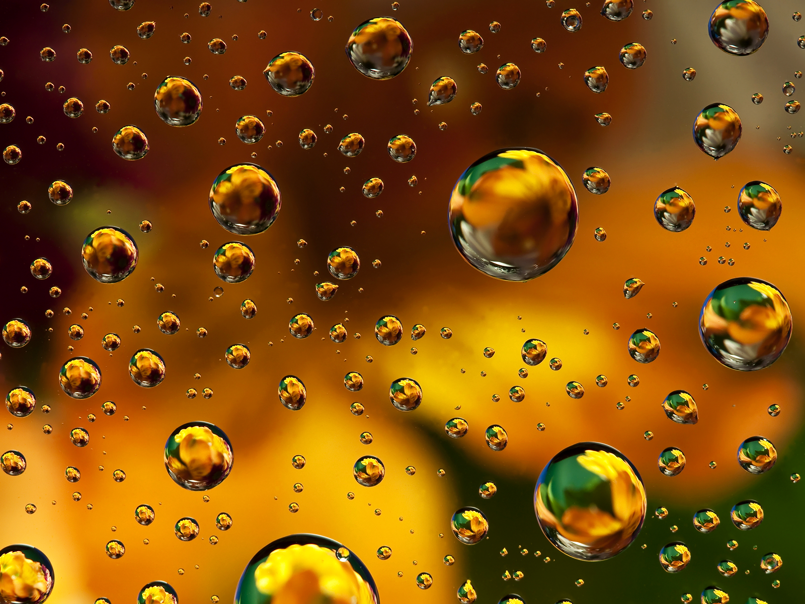 green and gold wallpaper,water,drop,yellow,macro photography,dew