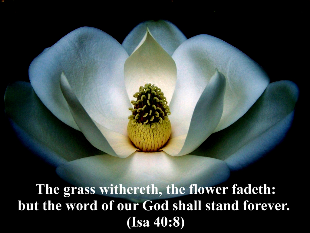 word of god wallpaper,petal,flower,plant,organism,aquatic plant