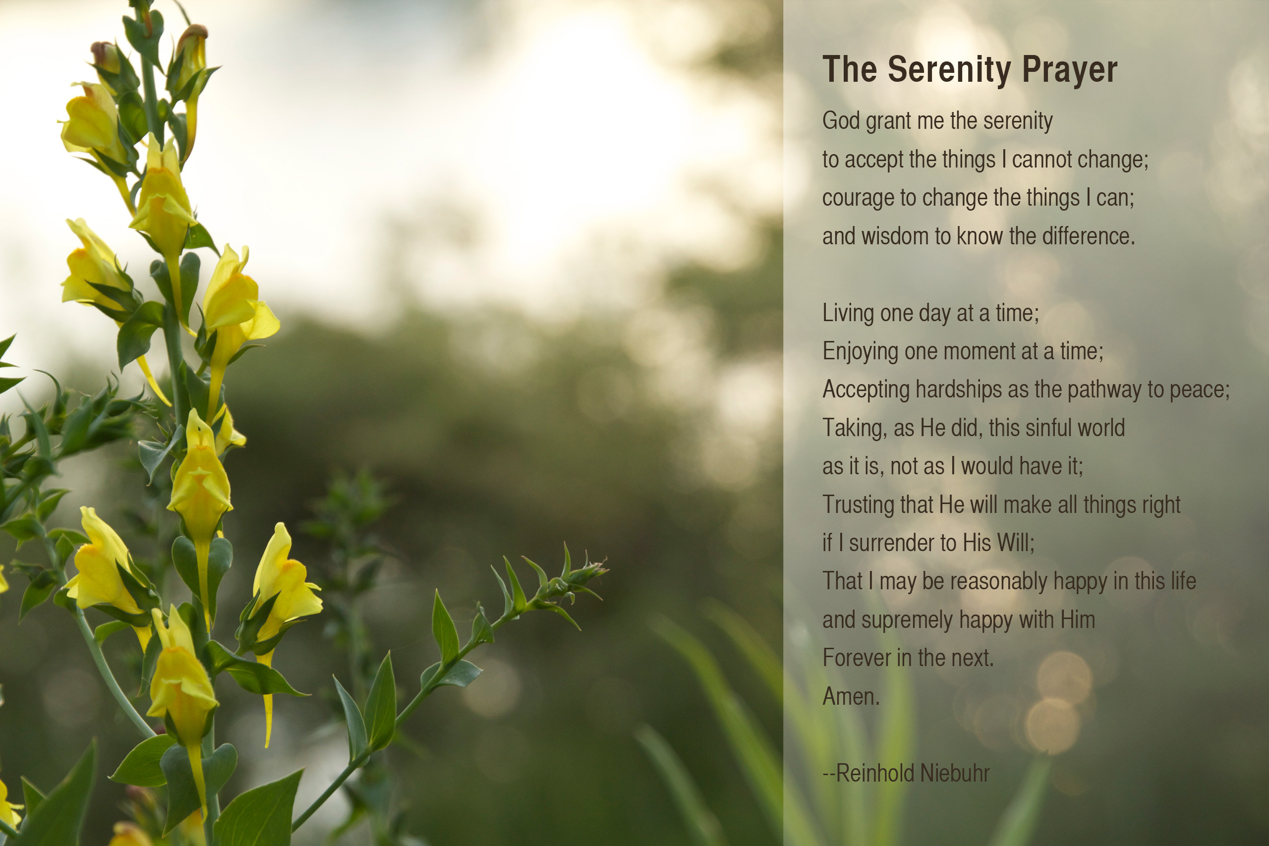 serenity prayer wallpaper,flower,yellow,plant,wildflower,botany