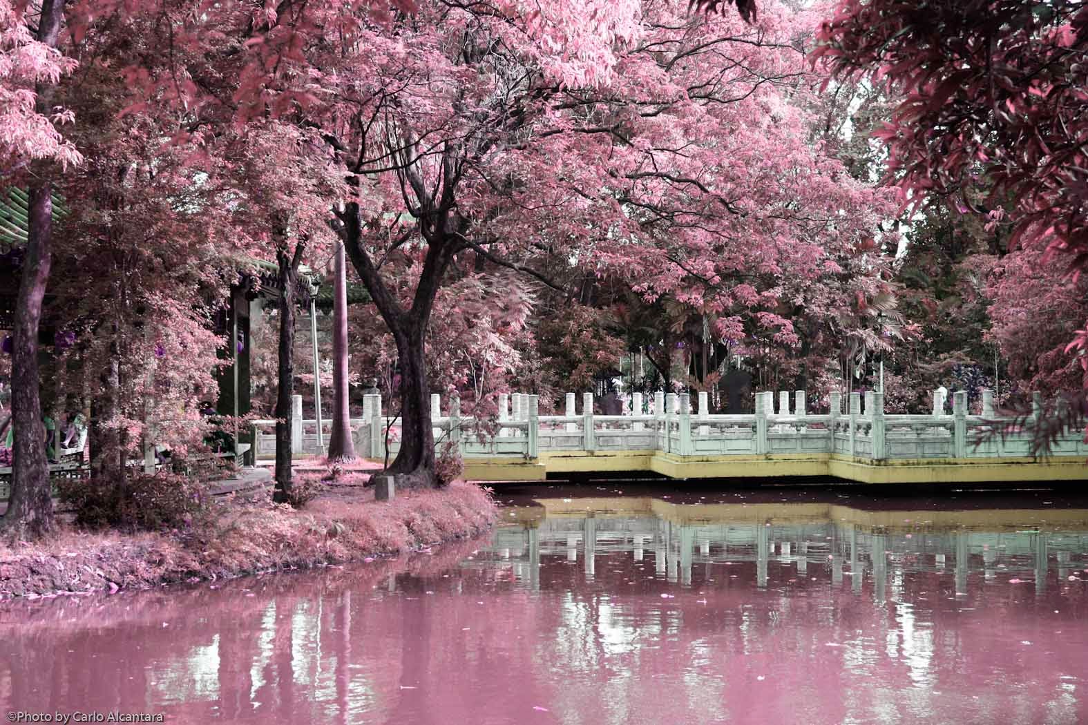 chinese wallpaper hd,nature,tree,spring,natural landscape,pink