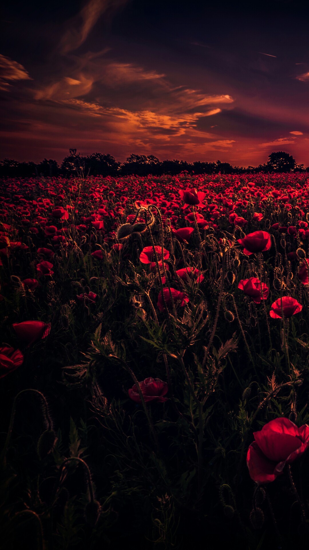 carta da parati bilder,cielo,rosso,natura,rosa,nube