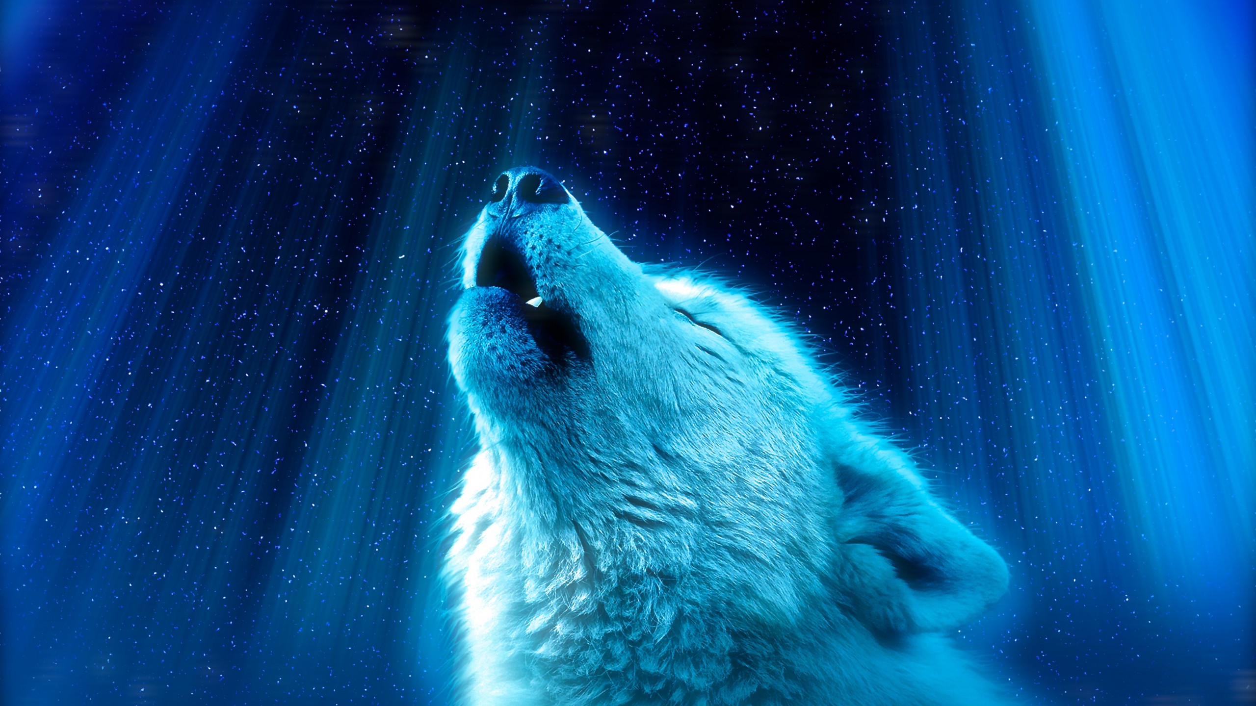 fond d'écran bilder,bleu,ours polaire,atmosphère,ours,loup