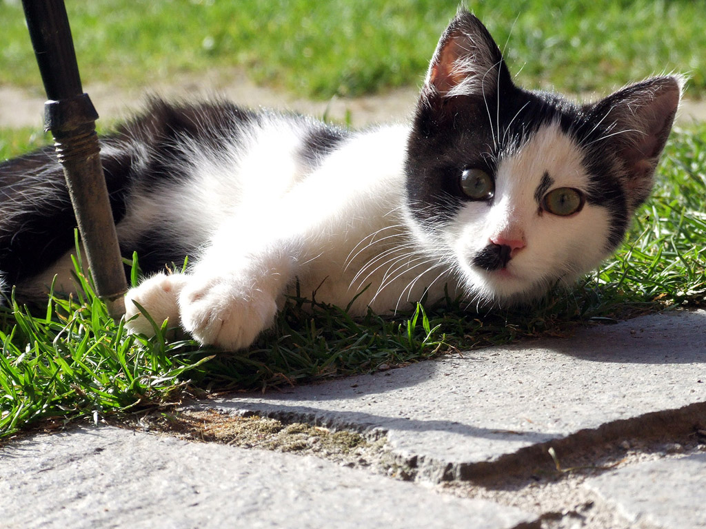 fond d'écran bilder,chat,chats de petite à moyenne taille,félidés,moustaches,chat égéen