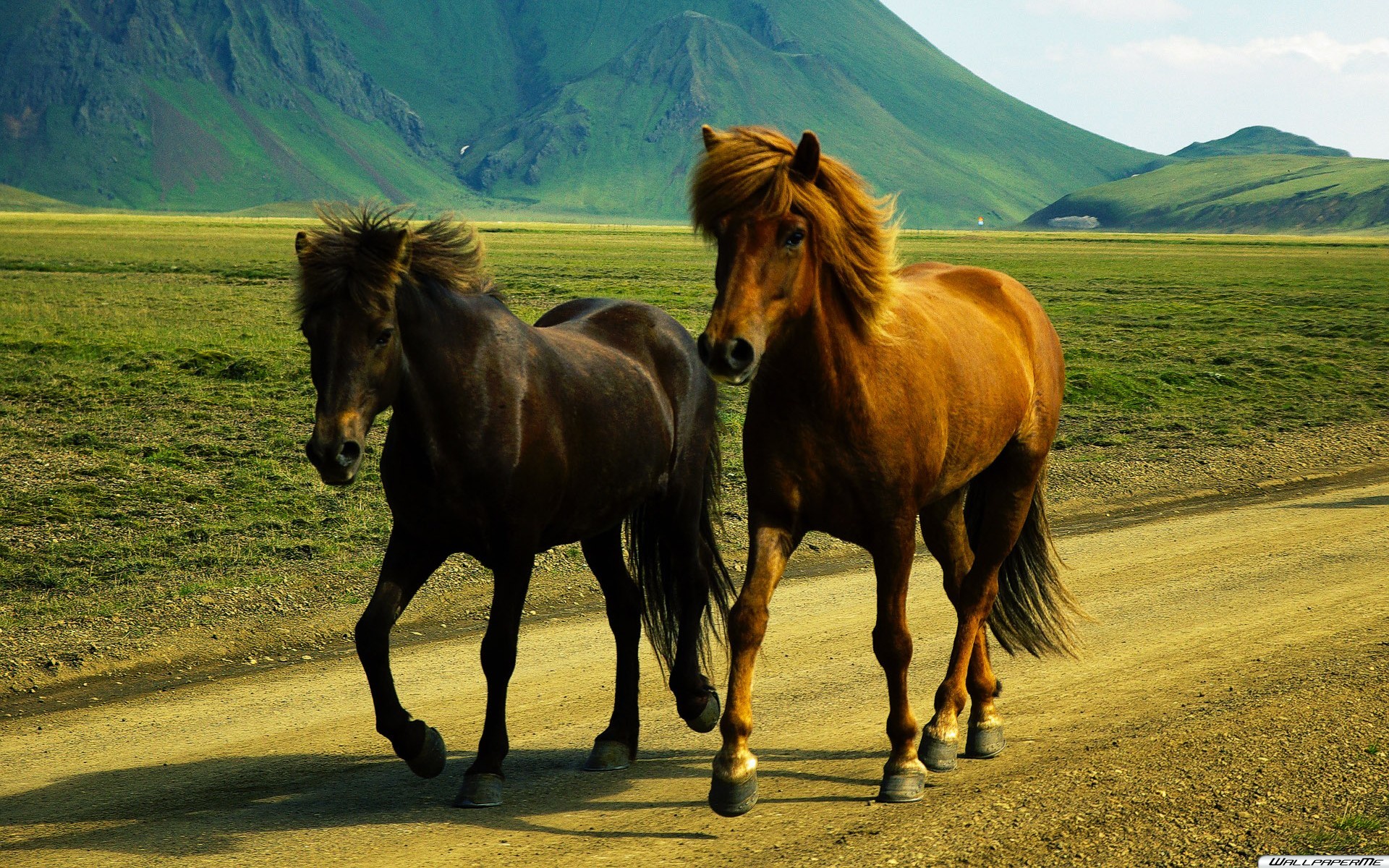 fond d'écran bilder,cheval,crinière,prairie,cheval mustang,paysage naturel