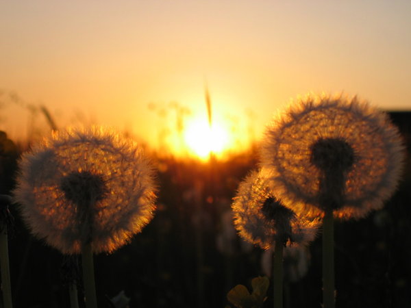 bilder tapete,himmel,blume,pflanze,gelb,löwenzahn