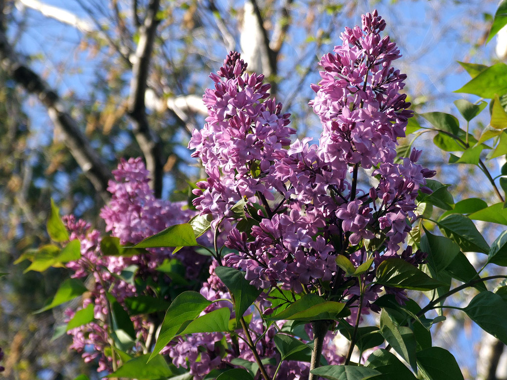 fond d'écran bilder,fleur,plante à fleurs,plante,lilas,arbre