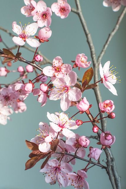 bilder wallpaper,flower,blossom,branch,cherry blossom,plant