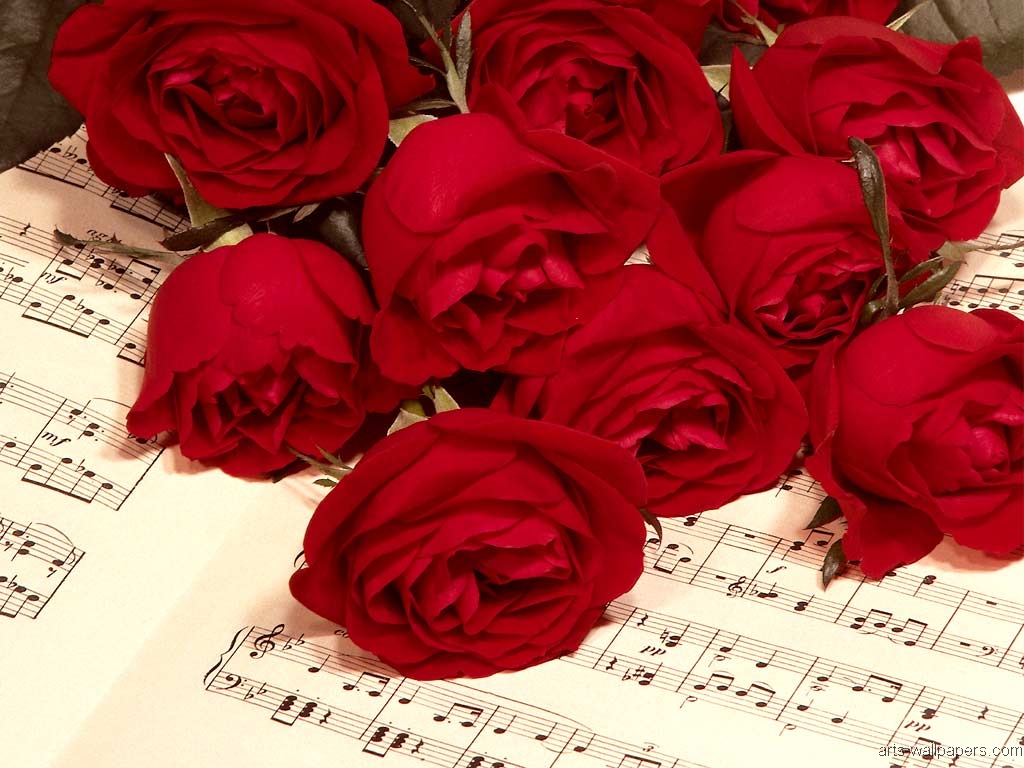 carta da parati suo 3d,rose da giardino,rosso,fiore,rosa,petalo