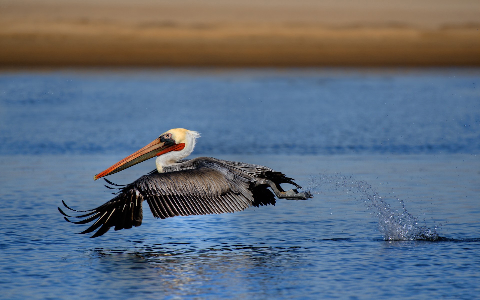pelican wallpaper,bird,pelican,vertebrate,beak,brown pelican