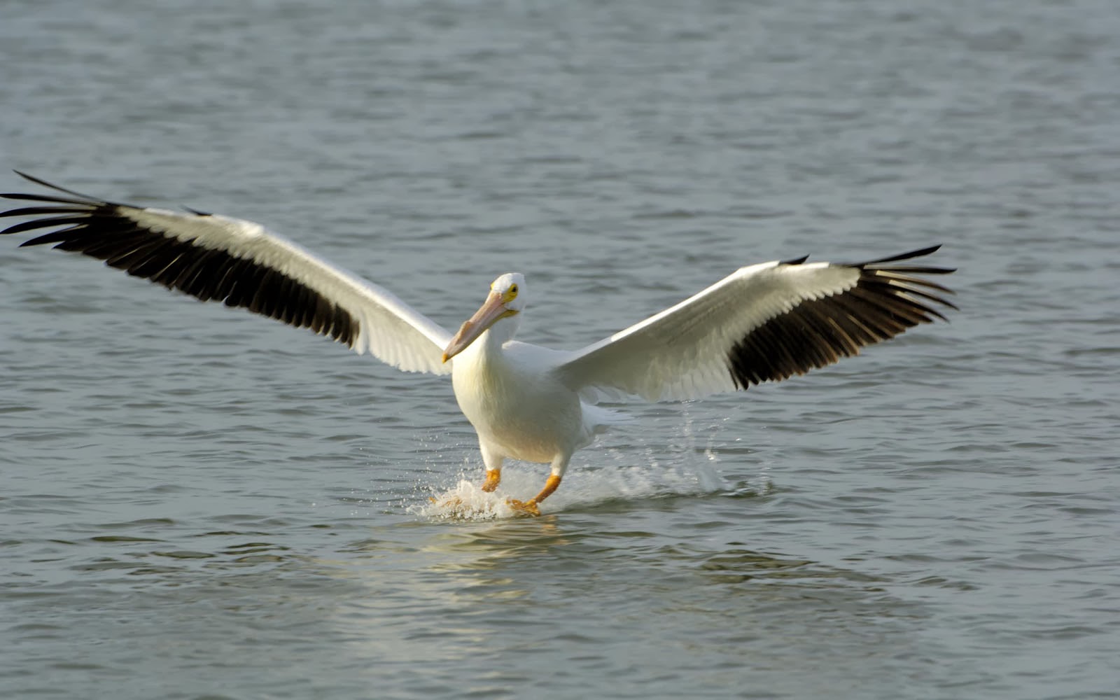 pelikan tapete,vogel,pelikan,weißer pelikan,wasservogel,seevogel