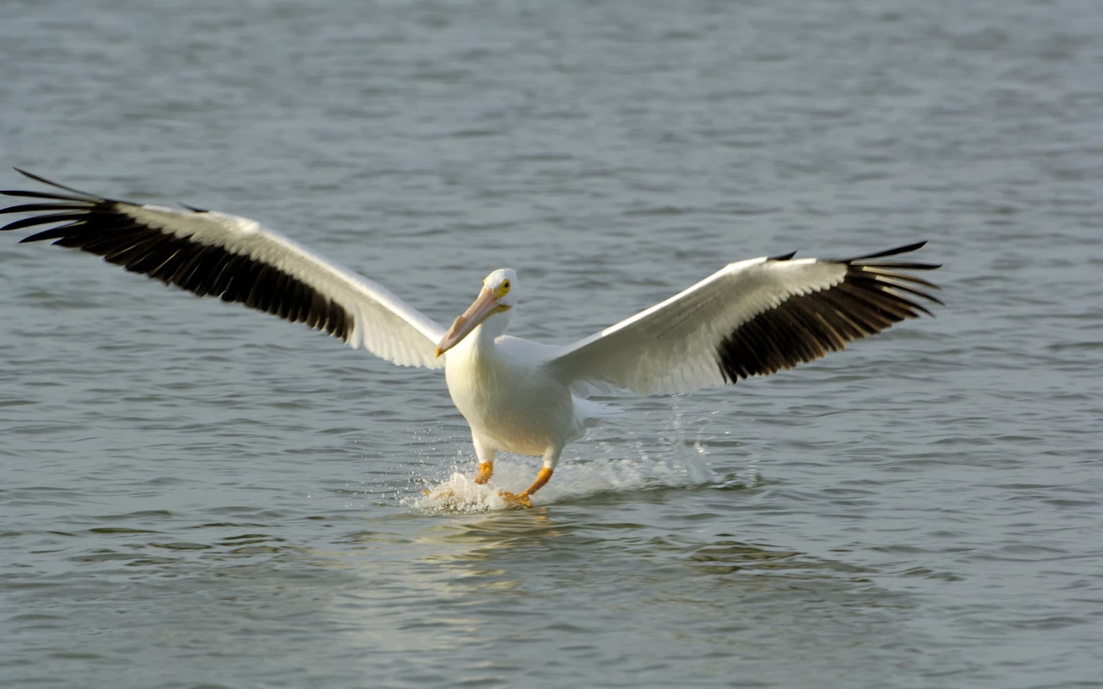 papier peint pélican,oiseau,pélican,pélican blanc,oiseau d'eau,oiseau de mer