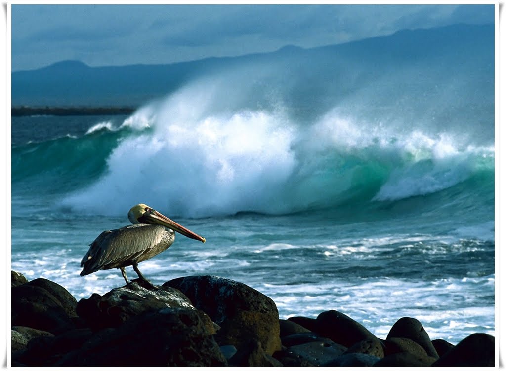 pelican wallpaper,wave,bird,nature,pelican,ocean