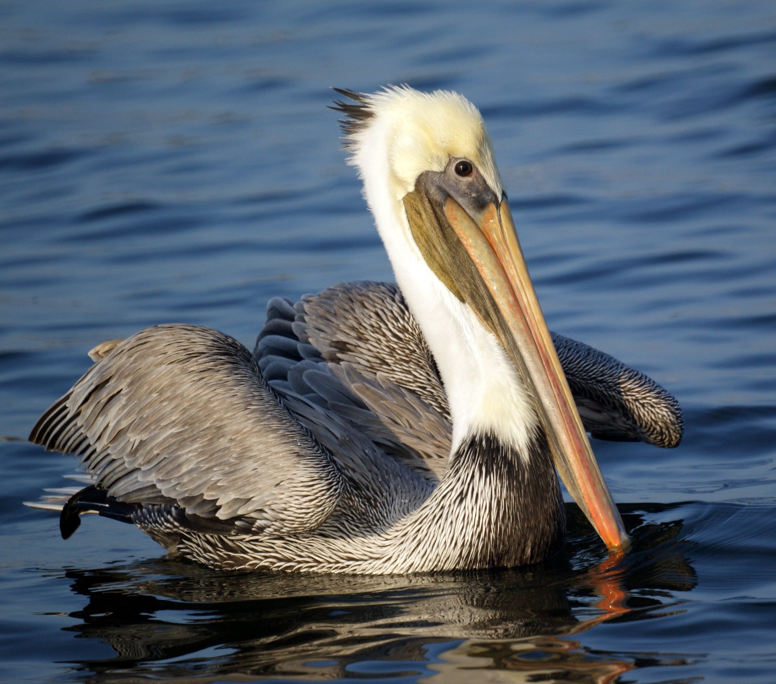 Brown Pelicans In New Jersey WallpaperUse