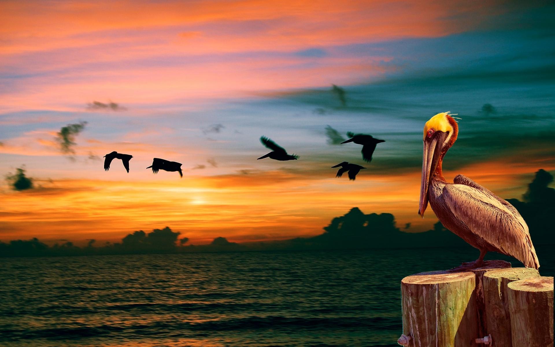 pelican wallpaper,pelican,sky,nature,bird,sunset