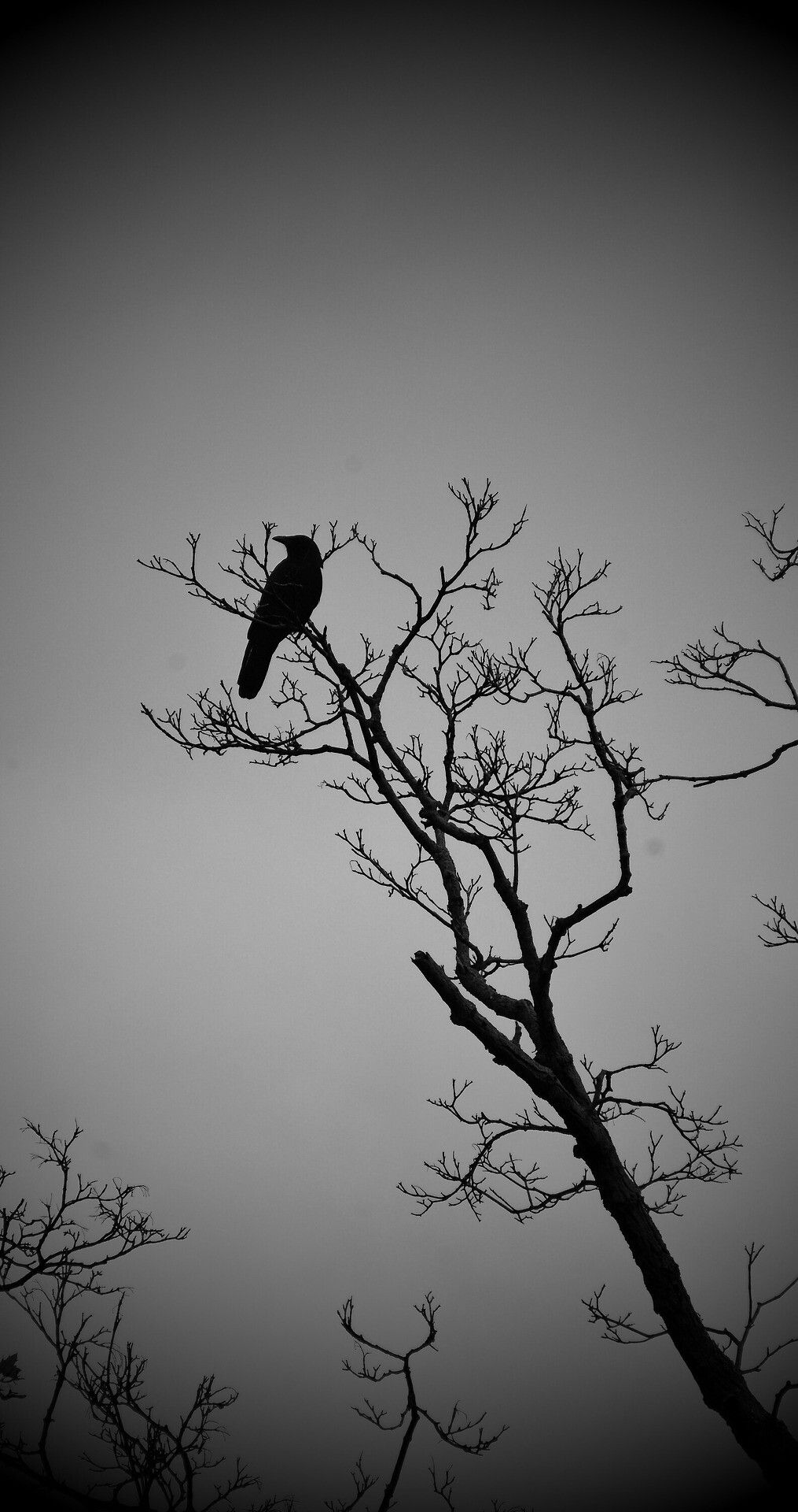 cuervo fondo de pantalla para iphone,árbol,ramita,cielo,pájaro,en blanco y negro