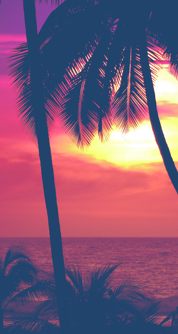 fondos de pantalla bonitos,cielo,árbol,palmera,puesta de sol,amanecer