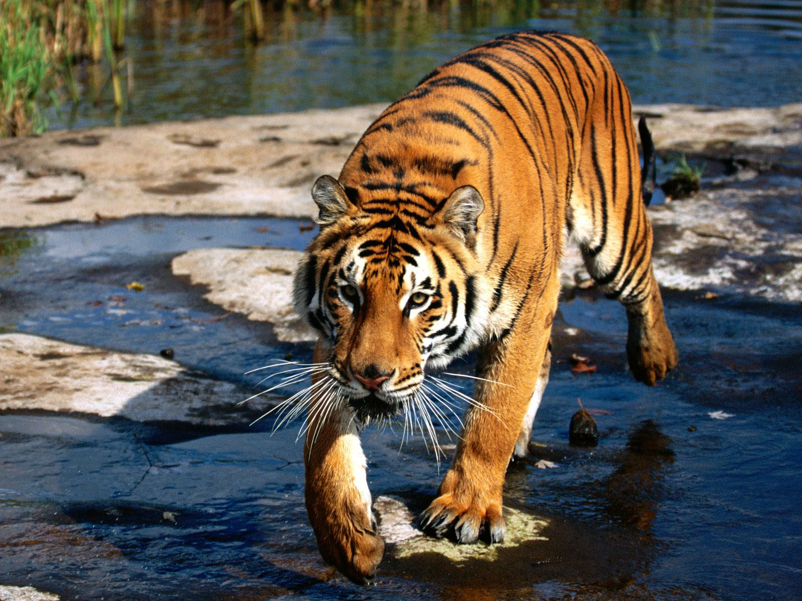 ベンガル虎壁紙,虎,野生動物,ベンガルトラ,陸生動物,シベリアンタイガー