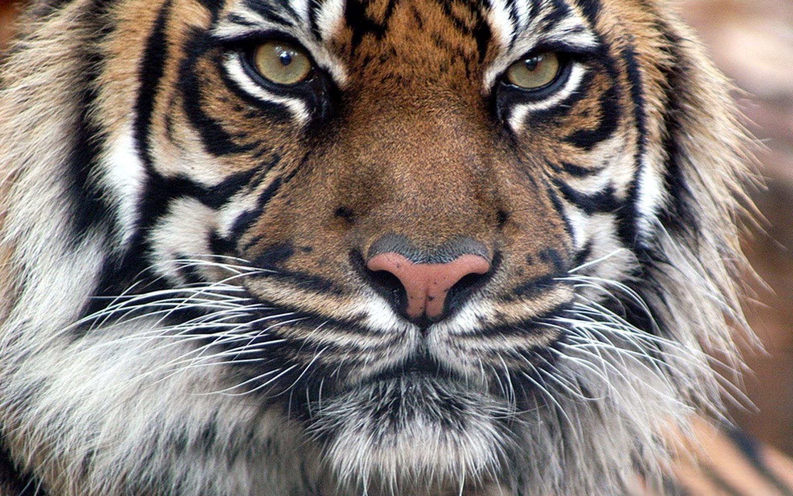 fondo de pantalla de tigre de bengala,tigre,fauna silvestre,animal terrestre,tigre de bengala,bigotes
